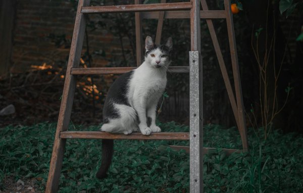 Transformative coaching strategies to elevate your leadership skills